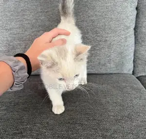 1-3 months Male Purebred Tabby