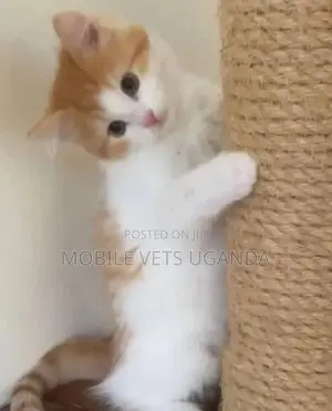 1-3 months Female Purebred Balinese