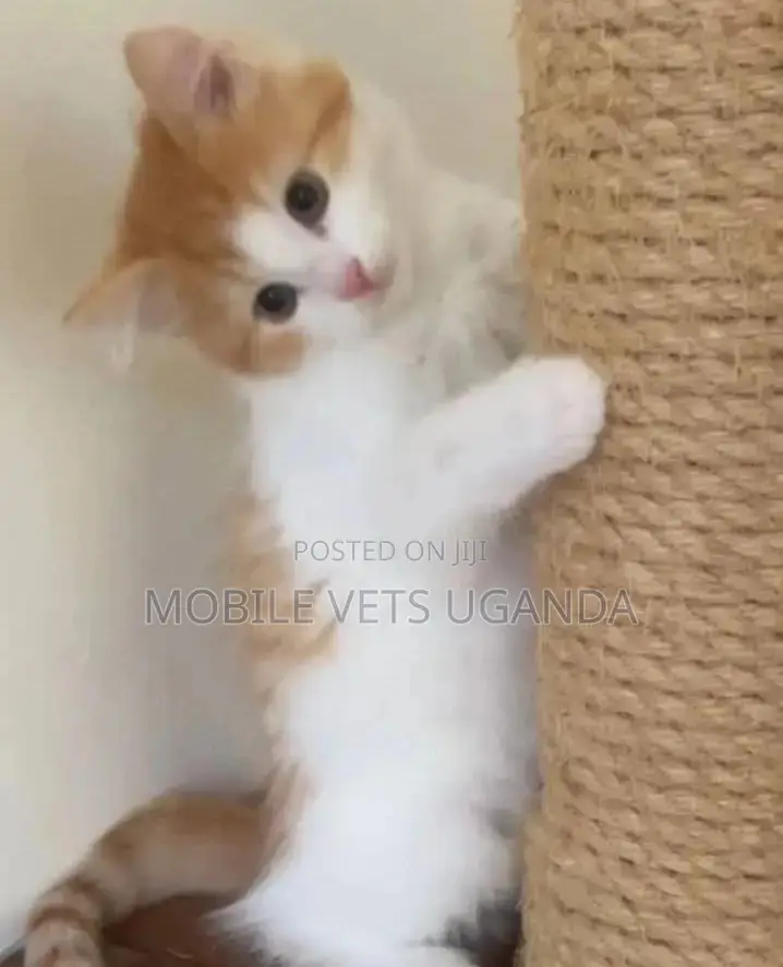 1-3 months Female Purebred Balinese