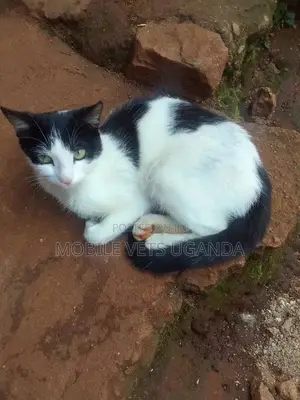 6-12 months Female Purebred Balinese