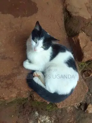 3-6 months Male Purebred Birman