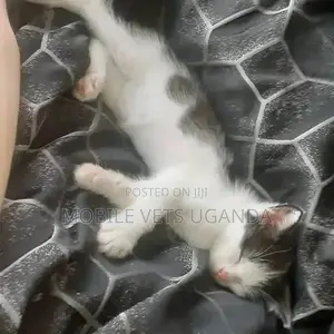 1-3 months Female Purebred Birman