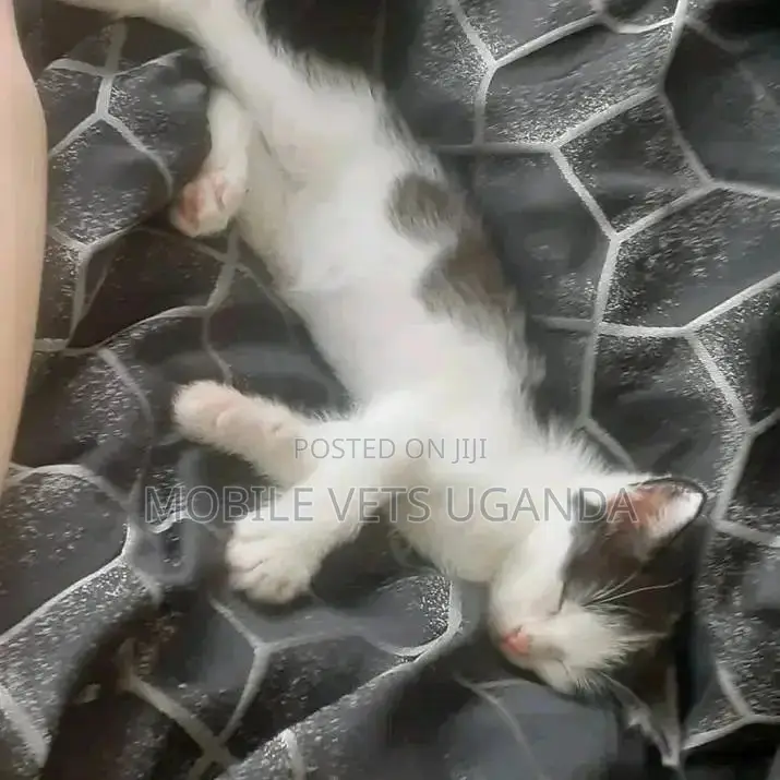 1-3 months Female Purebred Birman