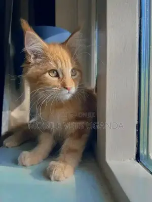 3-6 months Male Purebred American Wirehair