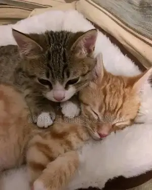 1-3 months Male Purebred American Curl