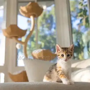 1-3 months Male Purebred American Shorthair