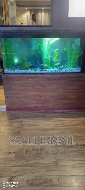The Best Aquarium Sitted on the Wooden Stand