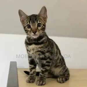 3-6 months Female Purebred Balinese