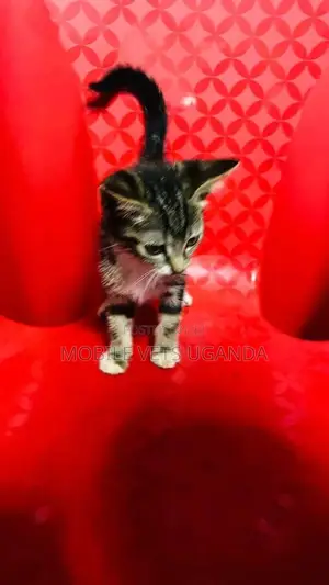 3-6 months Male Purebred Balinese
