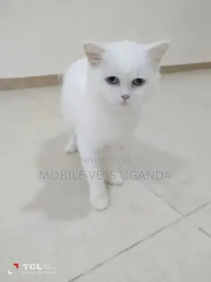 3-6 months Male Purebred Ragamuffin