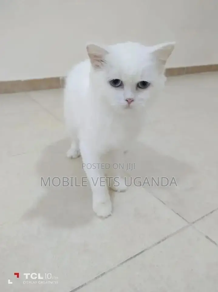 3-6 months Male Purebred Ragamuffin