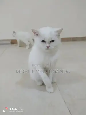 1-3 months Male Purebred American Bobtail