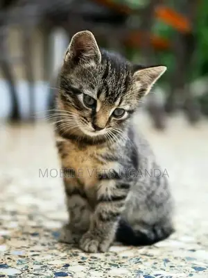 3-6 months Female Purebred American Curl