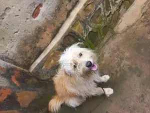 6-12 months Male Purebred Maltese