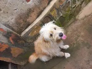 1+ year Male Purebred Maltese