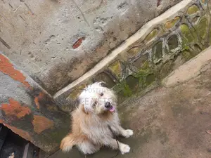 6-12 months Male Purebred Maltese