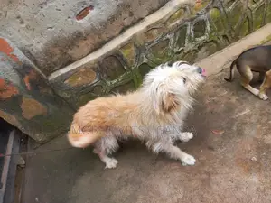 6-12 months Male Purebred Maltese