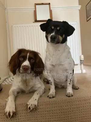 1-3 months Male Purebred English Springer Spaniel