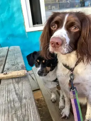 6-12 months Male Purebred English Springer Spaniel