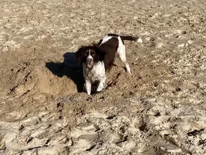3-6 months Male Purebred English Springer Spaniel