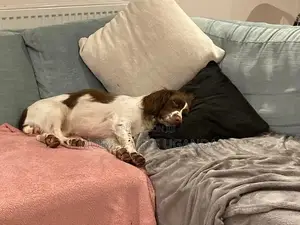 3-6 months Male Purebred English Springer Spaniel