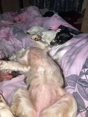 6-12 months Female Purebred English Springer Spaniel