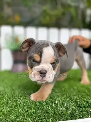 1-3 months Male Purebred Bulldog