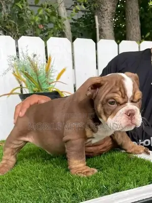 1-3 months Female Purebred Bulldog