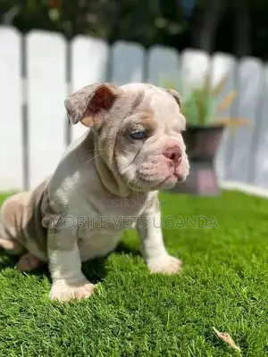 3-6 months Male Purebred Bulldog