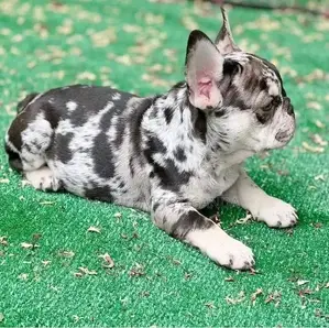 1-3 months Female Purebred French Bulldog