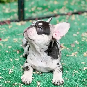 1-3 months Male Purebred French Bulldog