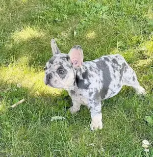 1-3 months Female Purebred Bulldog