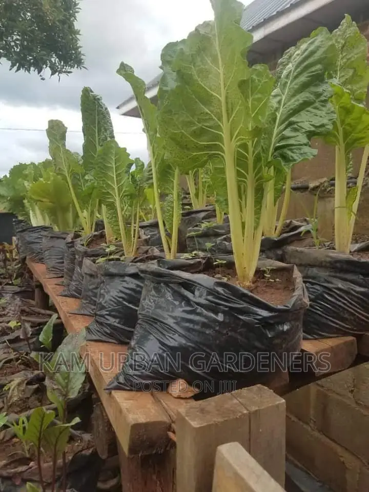 Vertical Garden