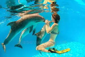The Dolphin Tour