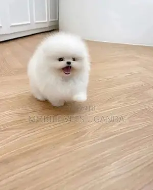 1-3 months Male Purebred Pomeranian