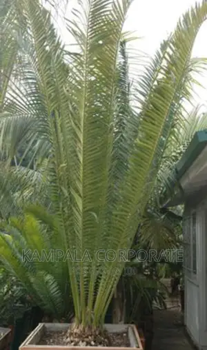 Palm Tree All Types for Sale