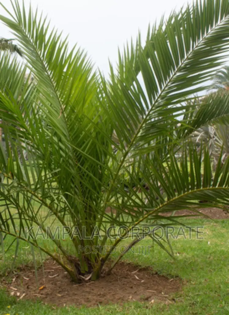 Palm Tree All Types for Sale