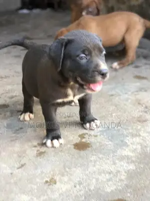3-6 months Male Purebred American Pit Bull Terrier