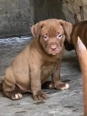 1-3 months Female Purebred American Pit Bull Terrier