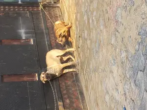 1+ year Male Purebred Boerboel