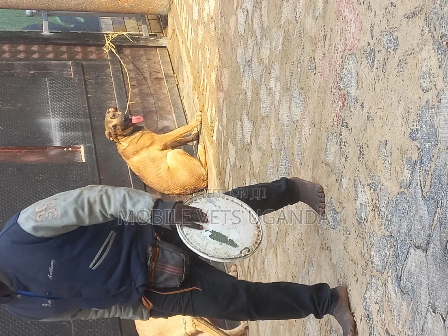 6-12 months Male Purebred Boerboel