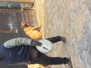 6-12 months Male Purebred Boerboel