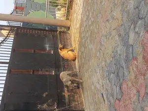 1+ year Male Purebred Boerboel