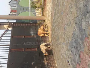 6-12 months Female Purebred Boerboel