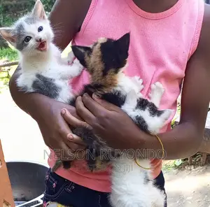 0-1 month Male Mixed Breed Egyptian Mau