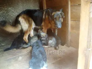 3-6 months Male Purebred German Shepherd