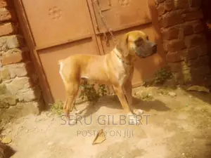 6-12 months Female Purebred Boerboel
