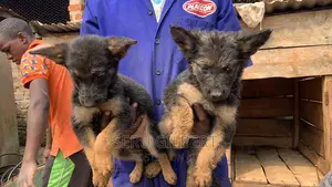 1-3 months Male Purebred German Shepherd