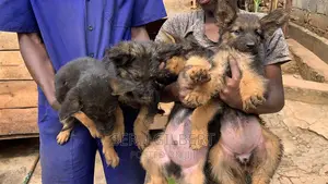 1-3 months Male Purebred German Shepherd