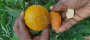 Pixie Orange Seedlings for Sale
